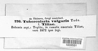 Tubercularia vulgaris image